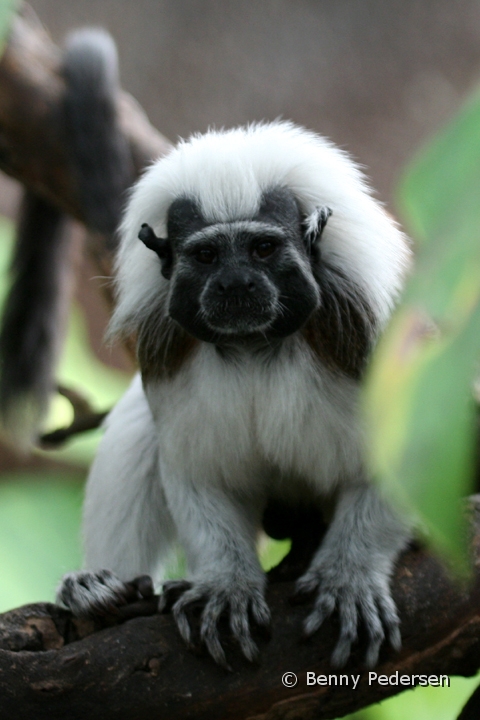 paryk tamarin IMG_1015.jpg - Paryk tamarin (Saguinus Oedipus)